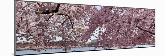 Cherry Blossom Trees in Bloom at the National Mall, Washington Dc, USA-null-Mounted Photographic Print