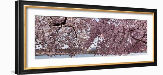 Cherry Blossom Trees in Bloom at the National Mall, Washington Dc, USA-null-Framed Photographic Print