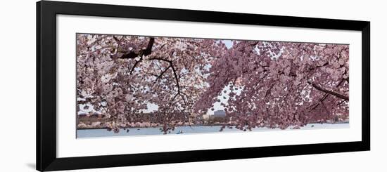 Cherry Blossom Trees in Bloom at the National Mall, Washington Dc, USA-null-Framed Photographic Print