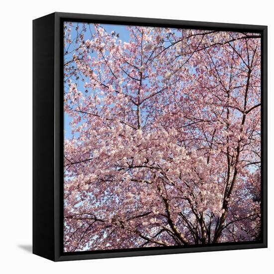 Cherry Blossom Trees in Full Bloom at the National Mall, Washington Dc, USA-null-Framed Premier Image Canvas