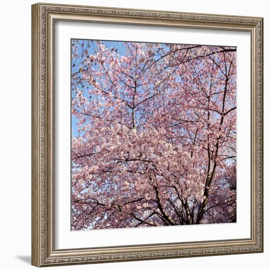 Cherry Blossom Trees in Full Bloom at the National Mall, Washington Dc, USA-null-Framed Photographic Print