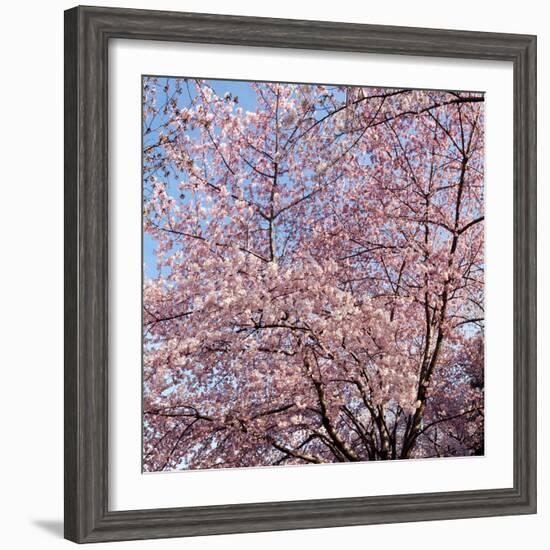 Cherry Blossom Trees in Full Bloom at the National Mall, Washington Dc, USA-null-Framed Photographic Print