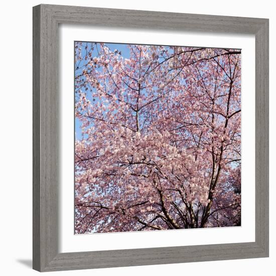 Cherry Blossom Trees in Full Bloom at the National Mall, Washington Dc, USA-null-Framed Photographic Print