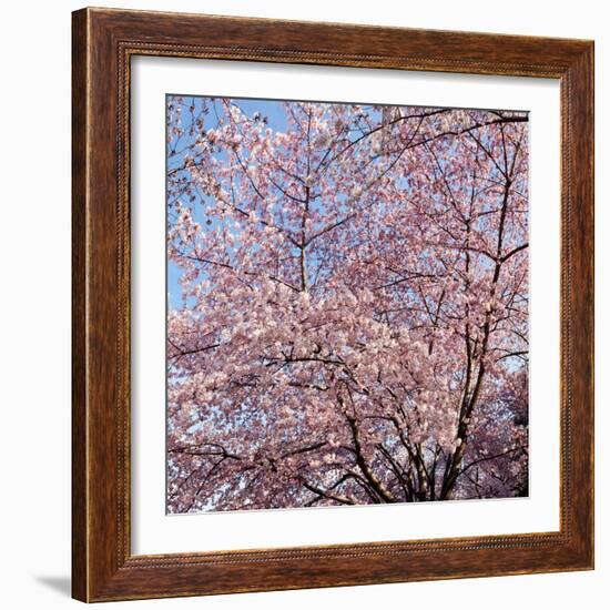 Cherry Blossom Trees in Full Bloom at the National Mall, Washington Dc, USA-null-Framed Photographic Print