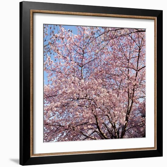 Cherry Blossom Trees in Full Bloom at the National Mall, Washington Dc, USA-null-Framed Photographic Print