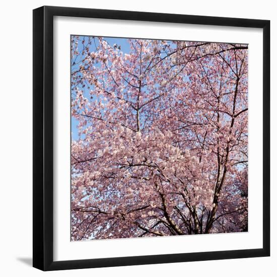 Cherry Blossom Trees in Full Bloom at the National Mall, Washington Dc, USA-null-Framed Photographic Print