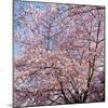 Cherry Blossom Trees in Full Bloom at the National Mall, Washington Dc, USA-null-Mounted Photographic Print