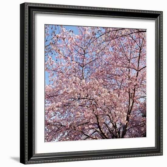 Cherry Blossom Trees in Full Bloom at the National Mall, Washington Dc, USA-null-Framed Photographic Print