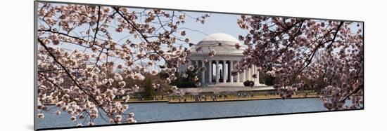 Cherry Blossom Trees in the Tidal Basin with the Jefferson Memorial in the Background-null-Mounted Photographic Print