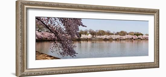 Cherry Blossom Trees Near Martin Luther King Jr. National Memorial, Washington Dc, USA-null-Framed Photographic Print
