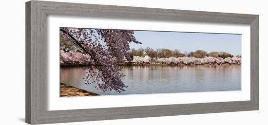 Cherry Blossom Trees Near Martin Luther King Jr. National Memorial, Washington Dc, USA-null-Framed Photographic Print