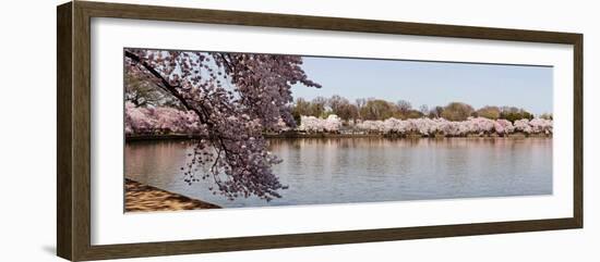 Cherry Blossom Trees Near Martin Luther King Jr. National Memorial, Washington Dc, USA-null-Framed Photographic Print