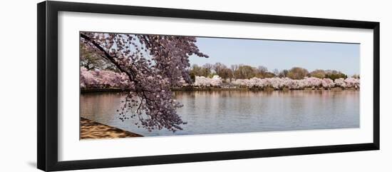 Cherry Blossom Trees Near Martin Luther King Jr. National Memorial, Washington Dc, USA-null-Framed Photographic Print