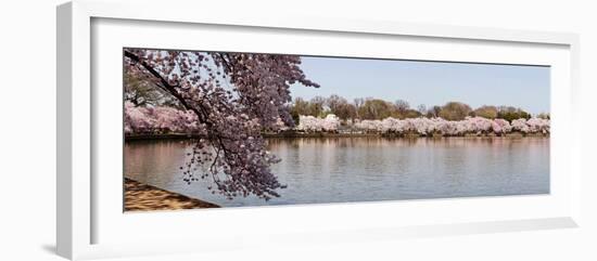 Cherry Blossom Trees Near Martin Luther King Jr. National Memorial, Washington Dc, USA-null-Framed Photographic Print