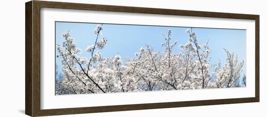 Cherry Blossom Trees, Tokyo Prefecture, Japan-null-Framed Photographic Print