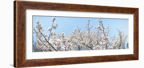 Cherry Blossom Trees, Tokyo Prefecture, Japan-null-Framed Photographic Print