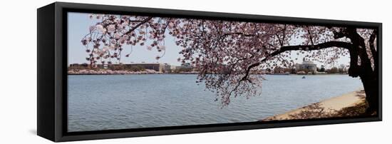 Cherry Blossom Trees with the Jefferson Memorial in the Background, Washington Dc, USA-null-Framed Premier Image Canvas
