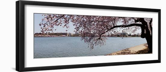 Cherry Blossom Trees with the Jefferson Memorial in the Background, Washington Dc, USA-null-Framed Photographic Print