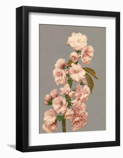 Cherry Blossom, Vintage Japanese Photography-Ogawa Kasamase-Framed Art Print