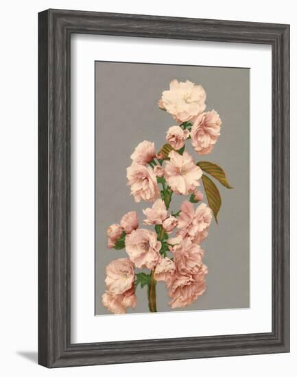 Cherry Blossom, Vintage Japanese Photography-Ogawa Kasamase-Framed Art Print