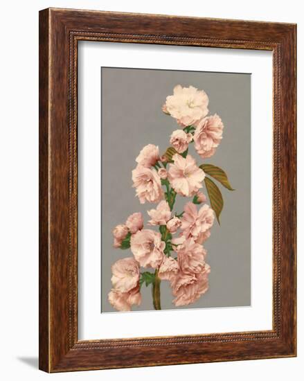 Cherry Blossom, Vintage Japanese Photography-Ogawa Kasamase-Framed Art Print