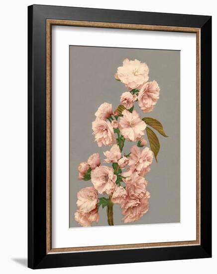 Cherry Blossom, Vintage Japanese Photography-Ogawa Kasamase-Framed Art Print