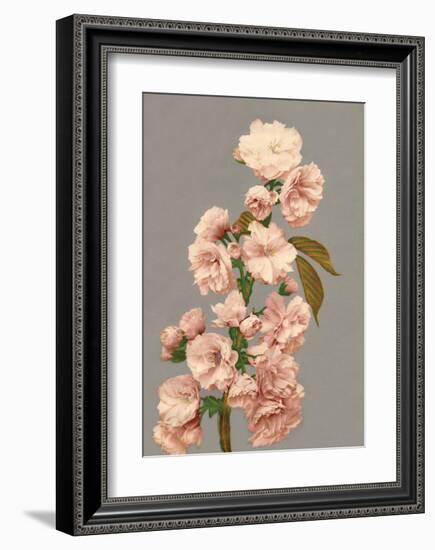 Cherry Blossom, Vintage Japanese Photography-Ogawa Kasamase-Framed Art Print