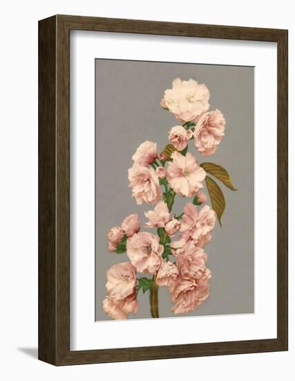 Cherry Blossom, Vintage Japanese Photography-Ogawa Kasamase-Framed Art Print