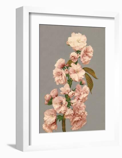 Cherry Blossom, Vintage Japanese Photography-Ogawa Kasamase-Framed Art Print