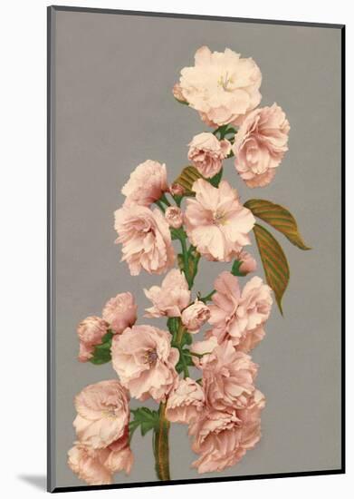 Cherry Blossom, Vintage Japanese Photography-Ogawa Kasamase-Mounted Art Print