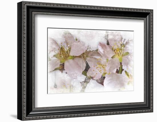 Cherry Blossom-null-Framed Art Print