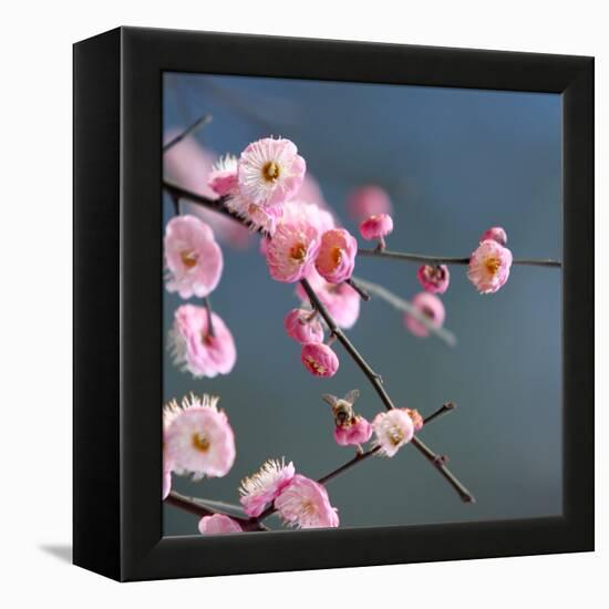 Cherry Blossom-null-Framed Premier Image Canvas