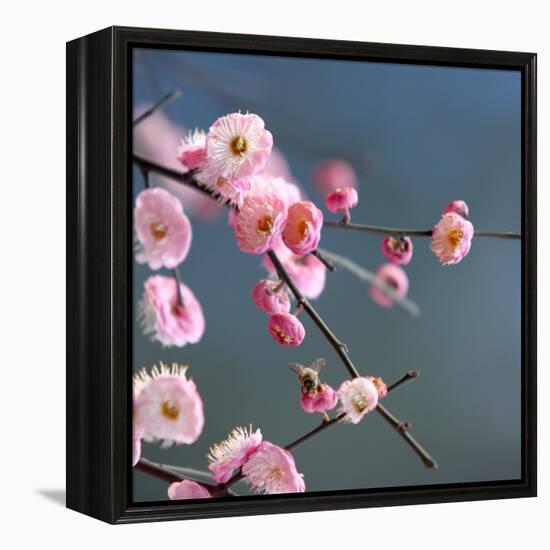 Cherry Blossom-null-Framed Premier Image Canvas