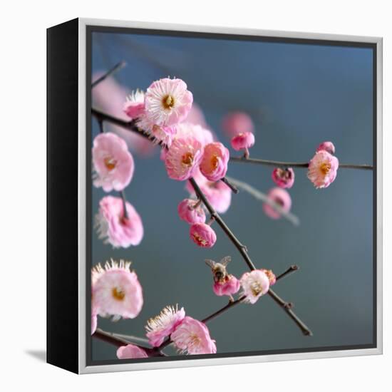 Cherry Blossom-null-Framed Premier Image Canvas