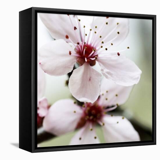 Cherry Blossom-null-Framed Premier Image Canvas