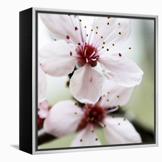 Cherry Blossom-null-Framed Premier Image Canvas