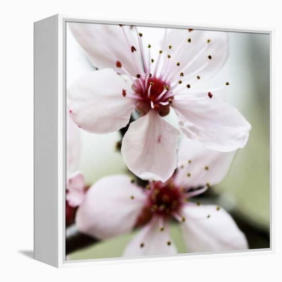 Cherry Blossom-null-Framed Premier Image Canvas