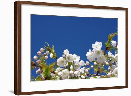 Cherry Blossom-torekimi-Framed Photographic Print