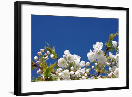 Cherry Blossom-torekimi-Framed Photographic Print