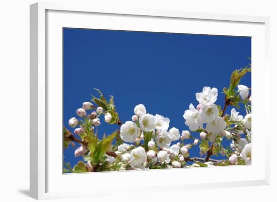 Cherry Blossom-torekimi-Framed Photographic Print