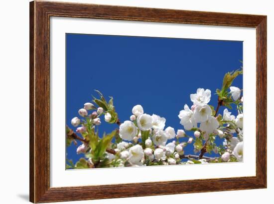 Cherry Blossom-torekimi-Framed Photographic Print
