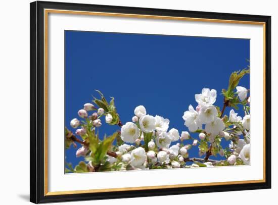 Cherry Blossom-torekimi-Framed Photographic Print