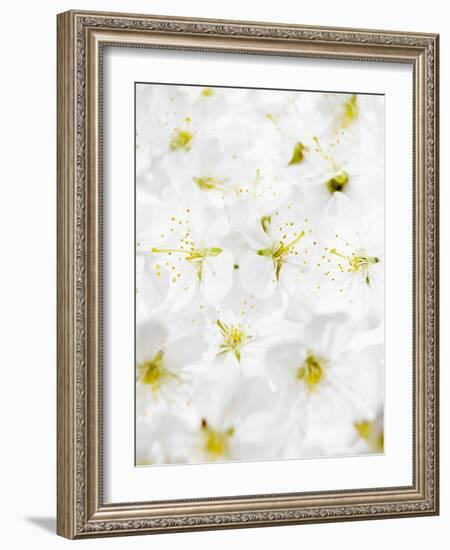 Cherry Blossom-Barbara Lutterbeck-Framed Photographic Print