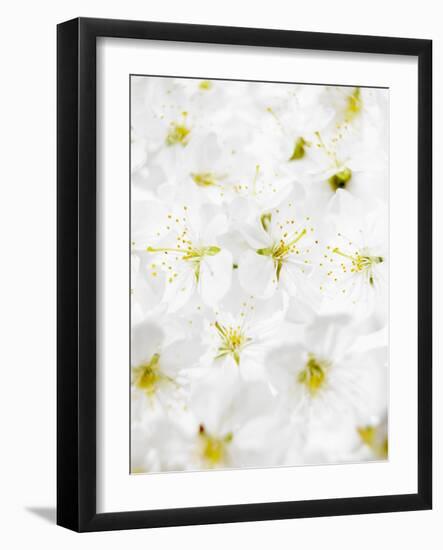 Cherry Blossom-Barbara Lutterbeck-Framed Photographic Print