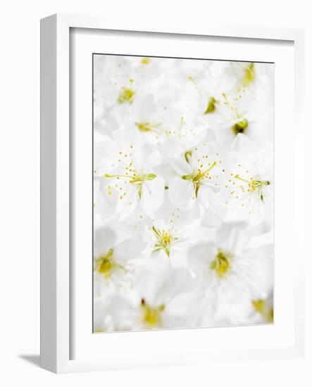 Cherry Blossom-Barbara Lutterbeck-Framed Photographic Print