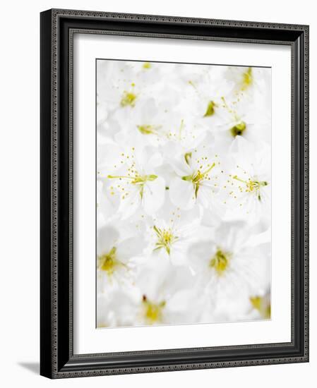 Cherry Blossom-Barbara Lutterbeck-Framed Photographic Print