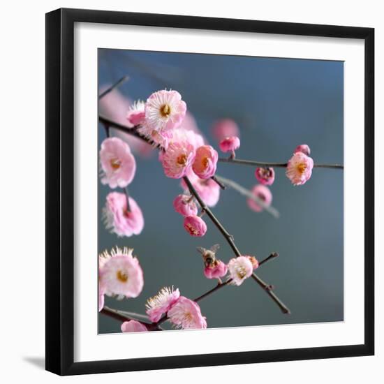 Cherry Blossom-null-Framed Photographic Print