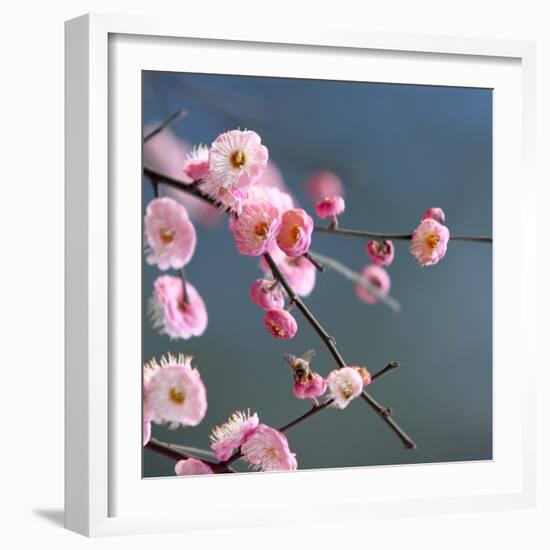 Cherry Blossom-null-Framed Photographic Print