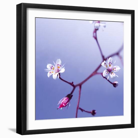 Cherry Blossom-null-Framed Photographic Print
