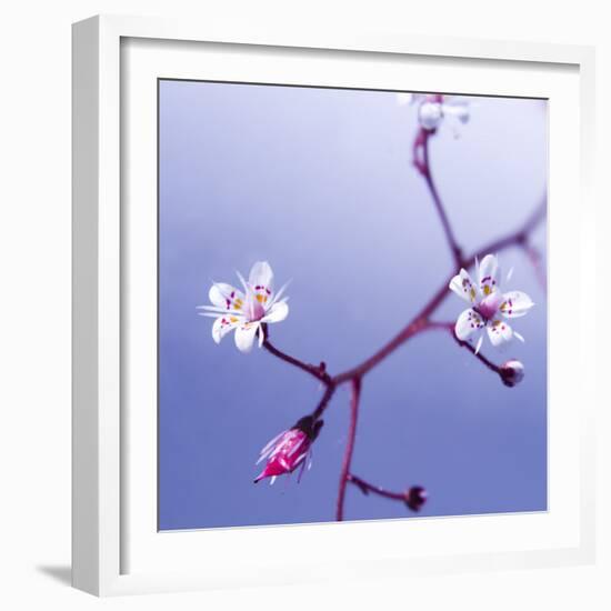 Cherry Blossom-null-Framed Photographic Print